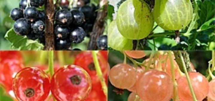 fruits rouges.jpg